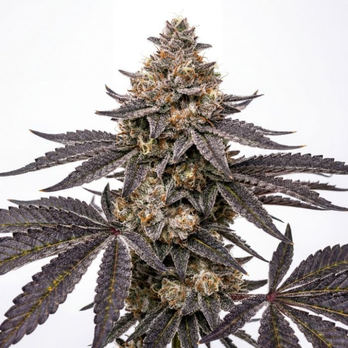 2026 Bestselling Indica Fem Collection