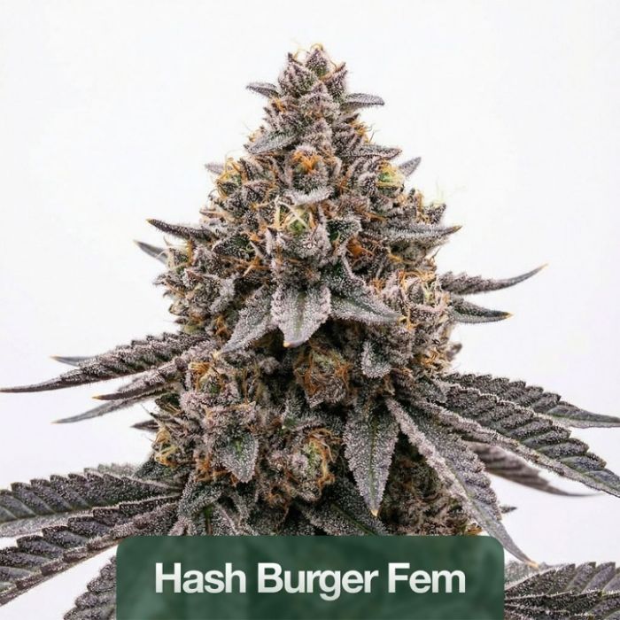 2026 Bestselling Indica Fem Collection