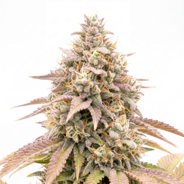 Hawaiian Snow Auto Seeds