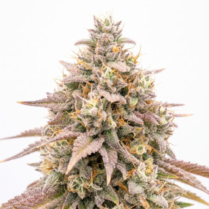 Hawaiian Snow Auto Seeds