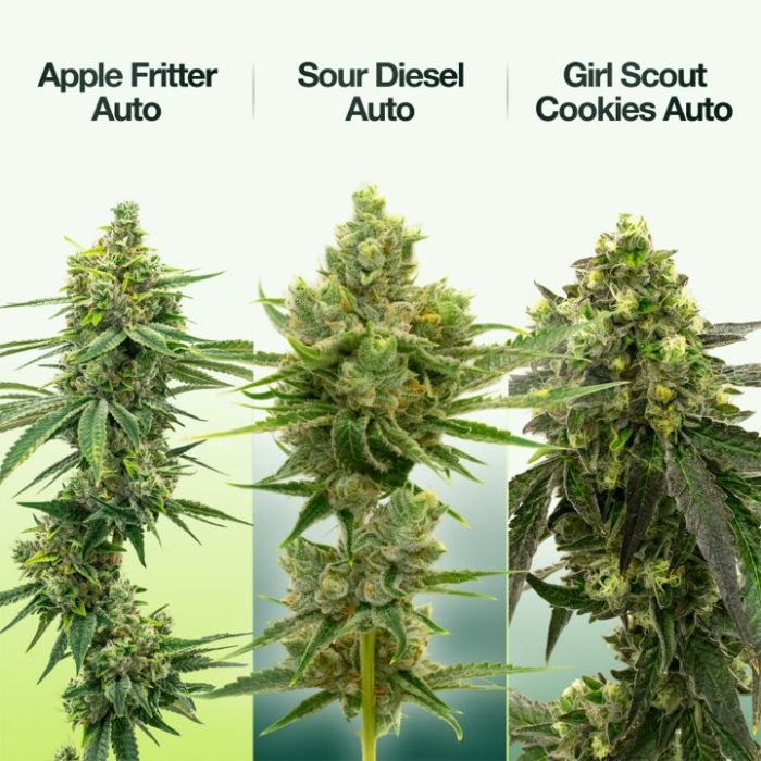 High THC Auto Seeds Mix Pack