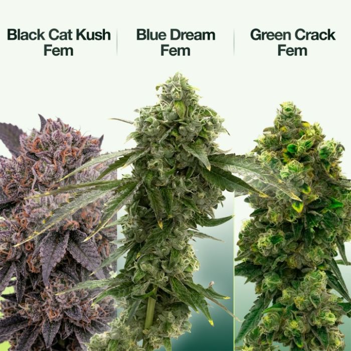 High Yield Seeds Mix Pack