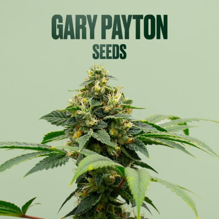 Gary Payton THCa Flower + Seeds Bundle