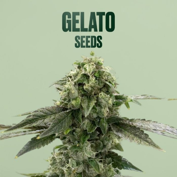 Gelato THCa Flower + Seeds Bundle