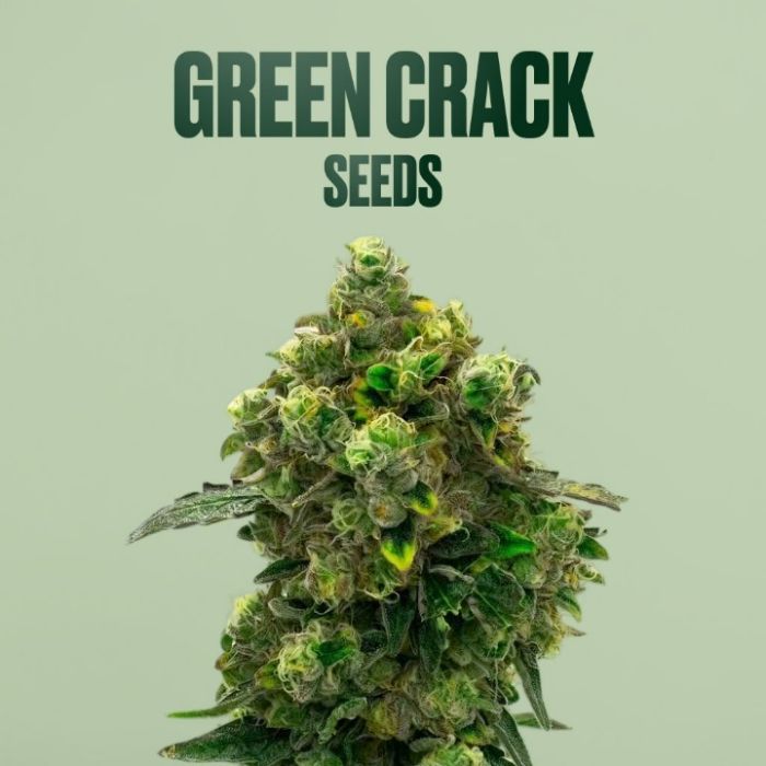 Green Crack THCa + Seeds Bundle