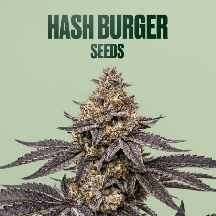 Hash Burger THCa Flower + Seeds Bundle
