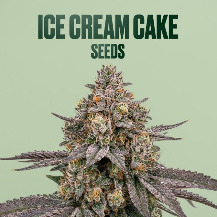 Ice Cream Cake THCa Flower + Seeds Bundle