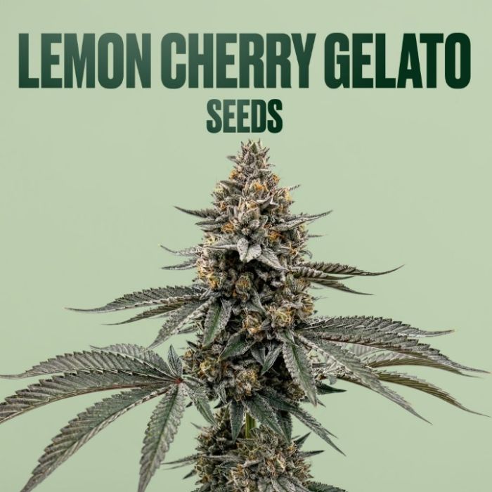 Lemon Cherry Gelato THCa Flower + Seeds Bundle
