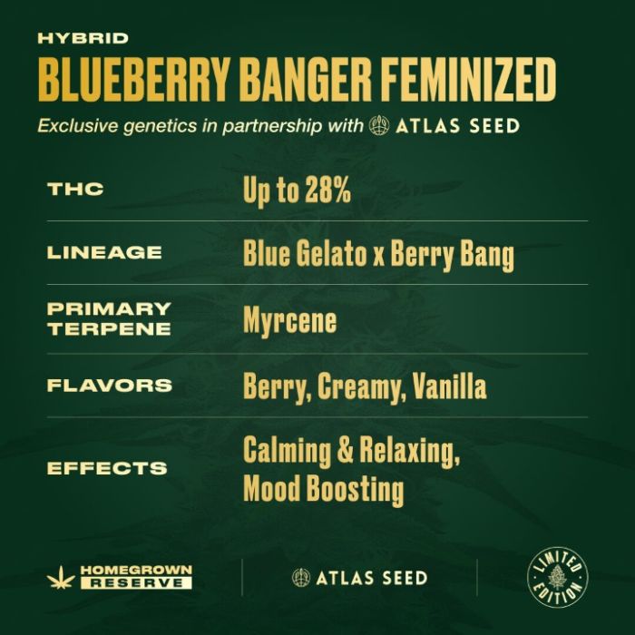 Blueberry Banger Feminized Cannabis Seeds