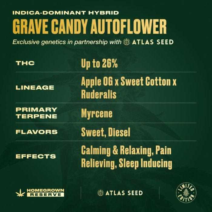 Grave Candy Autoflower Cannabis Seeds