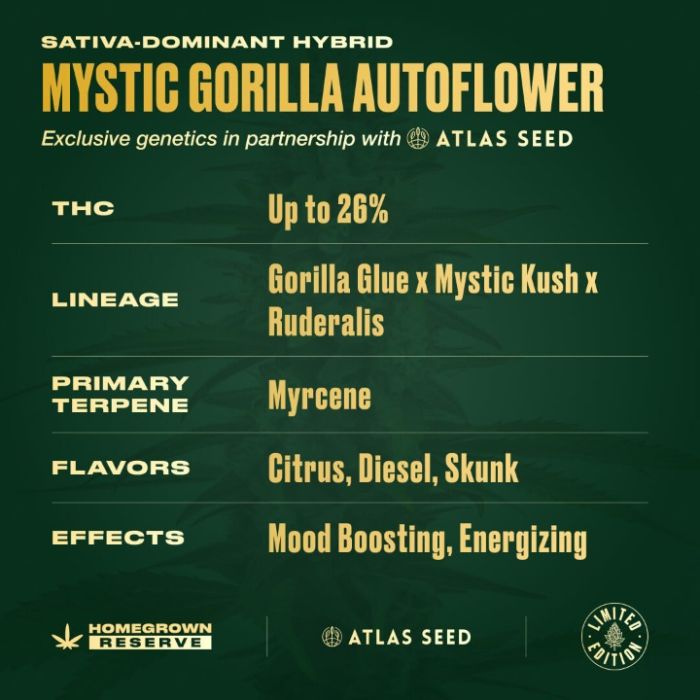 Mystic Gorilla Autoflower Cannabis Seeds