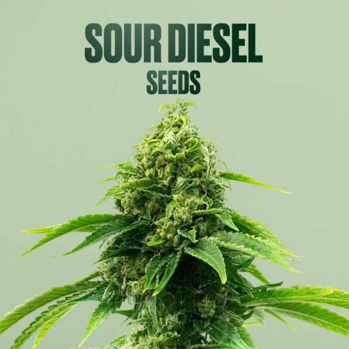 Sour Diesel THCa + Seeds Bundle