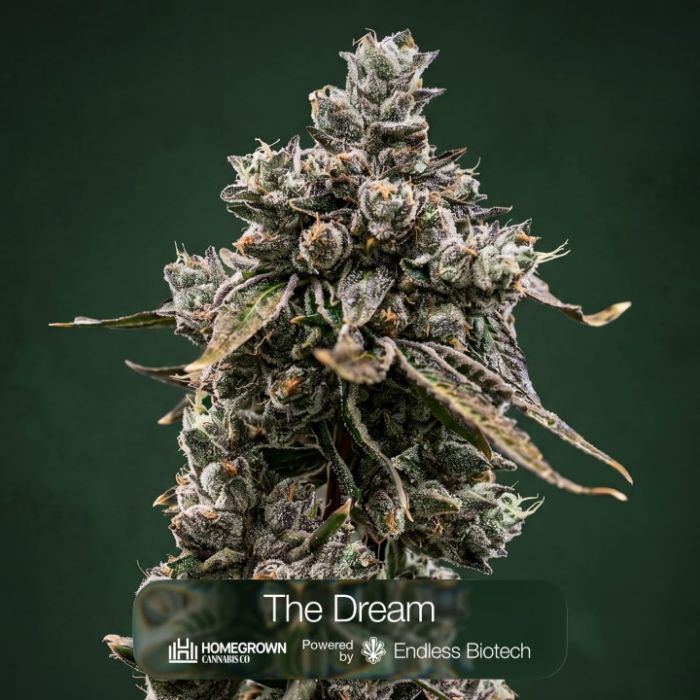 GG4 + Bananaconda + The Dream Clone Bundle