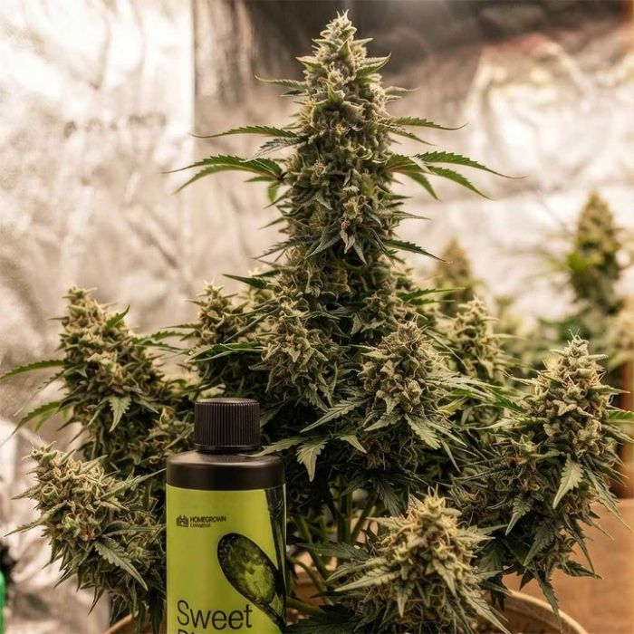 Quick-start Cannabis Grow Kit