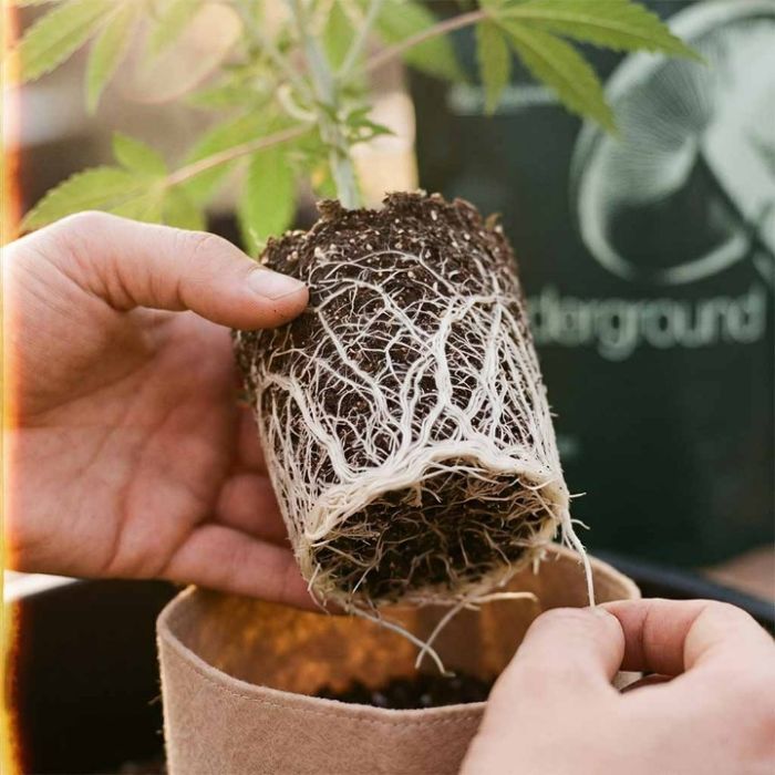 Underground Mix - Mycorrhizae Powder