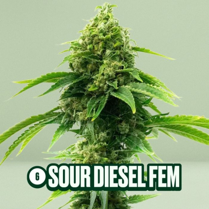 Homegrown Cannabis Seed Box