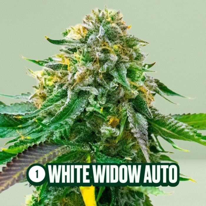 Homegrown Cannabis Seed Box