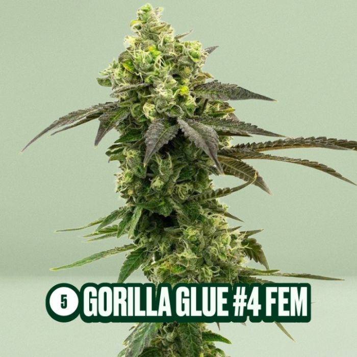 Homegrown Cannabis Seed Box