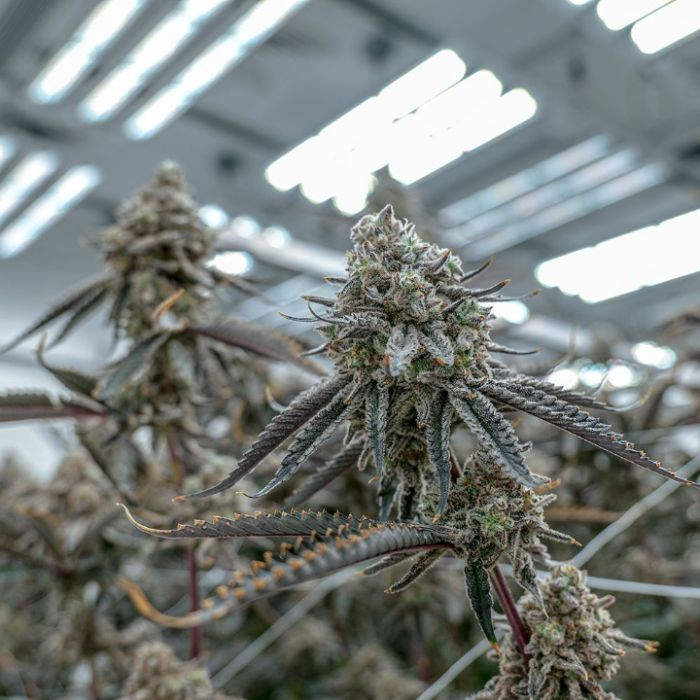 Hunters Moon Cannabis Clones