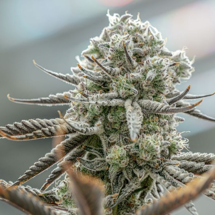 Hunters Moon Cannabis Clones