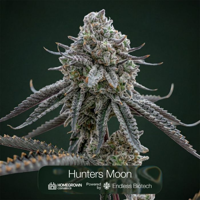 GG4 + Black Baccara + Hunter's Moon Clone Bundle