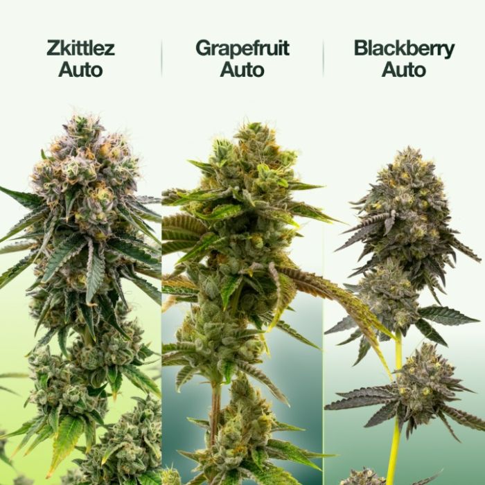 Hybrid Autoflower Mix Pack
