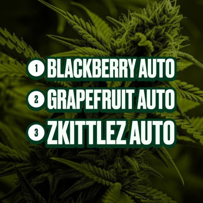 Hybrid Autoflower Mix Pack