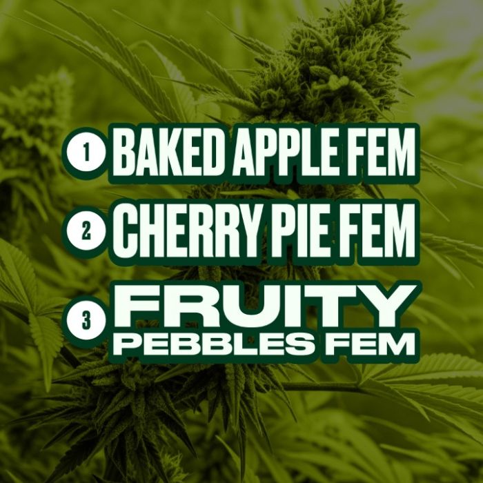 Hybrid Feminized Mix Pack