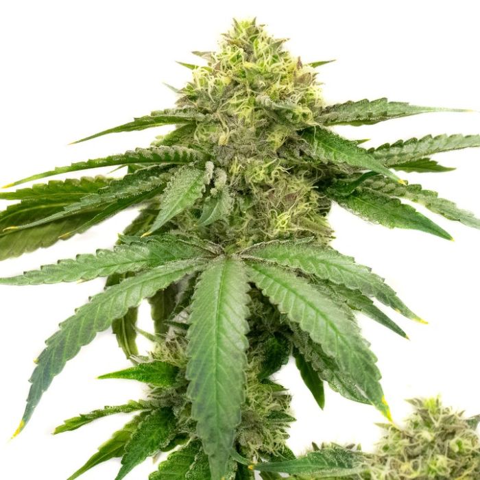 Ice Cream Cake Autoflower Cannabis Seeds