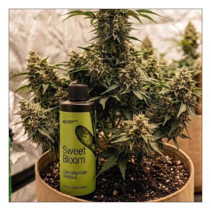 Sweet Bloom