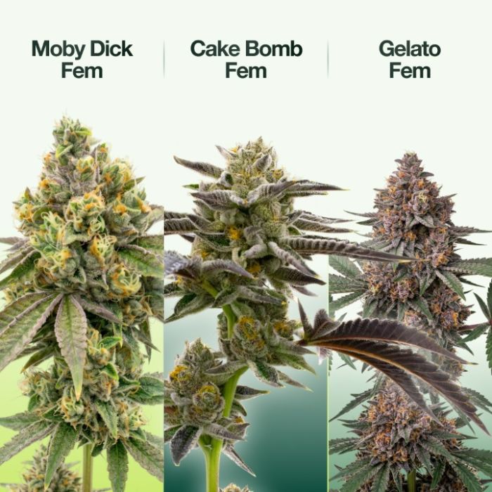 Indica Seeds Mix Pack