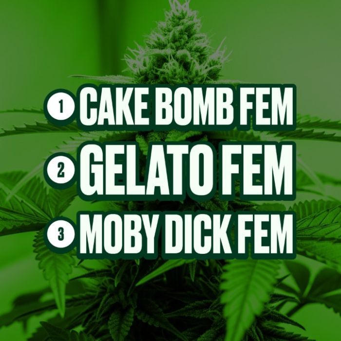Indica Feminized Mix Pack