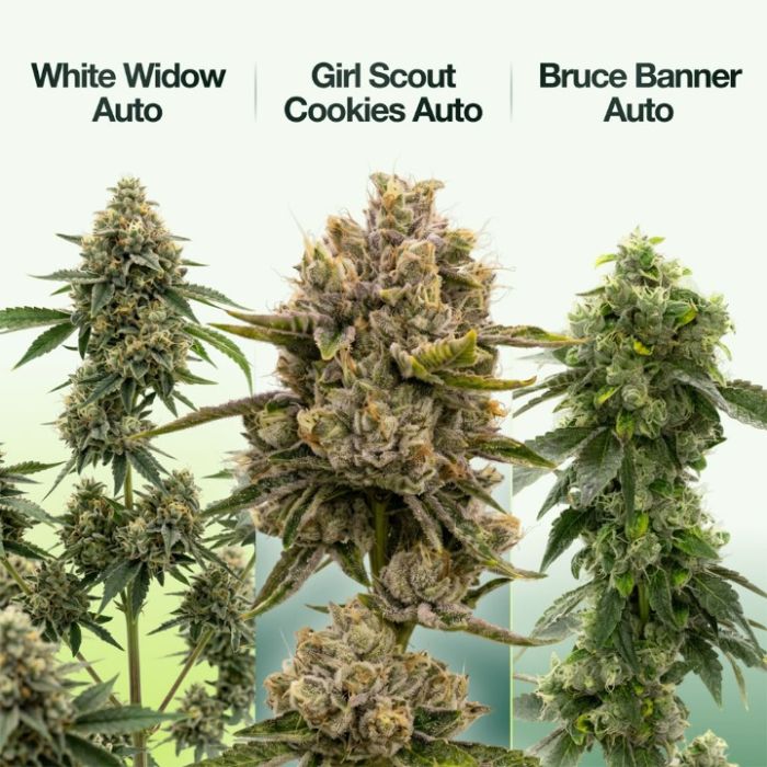 Indoor Autoflower Mix Pack