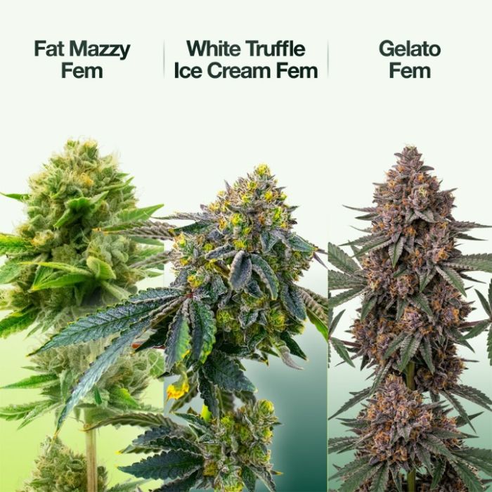 Indoor Feminized Mix Pack