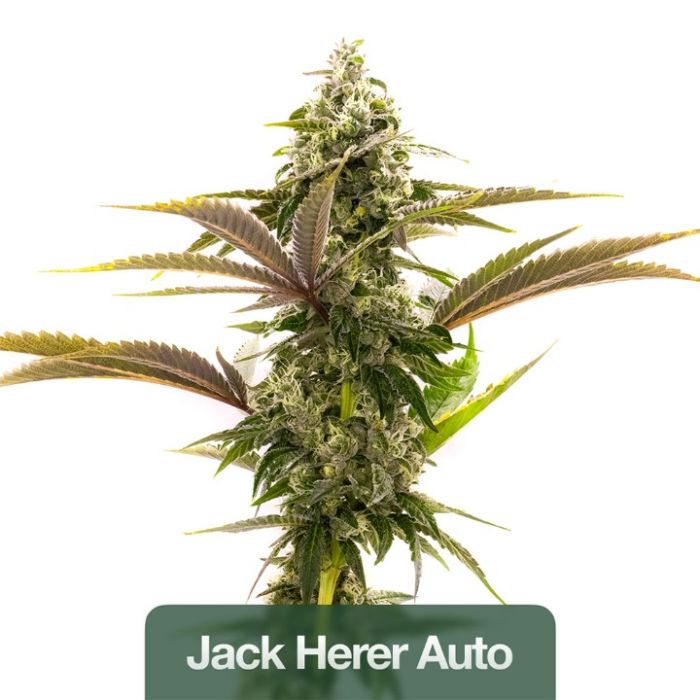 Sativa Auto Seeds Mix Pack