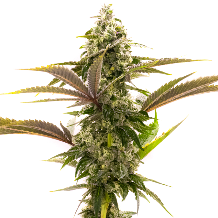 Outdoor Autoflower Mix Pack
