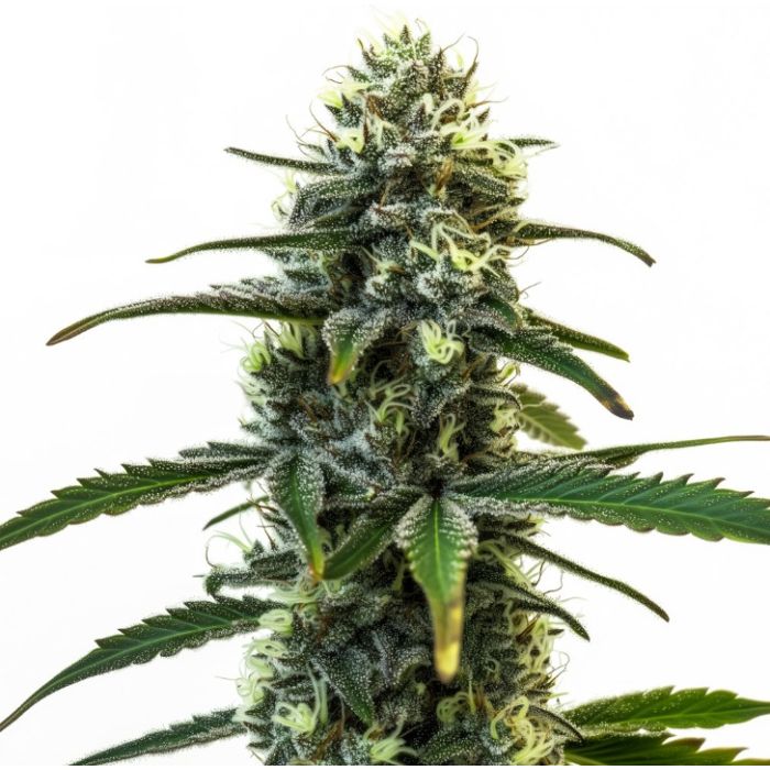 Jealousy Glue Feminized Cannabis Seeds