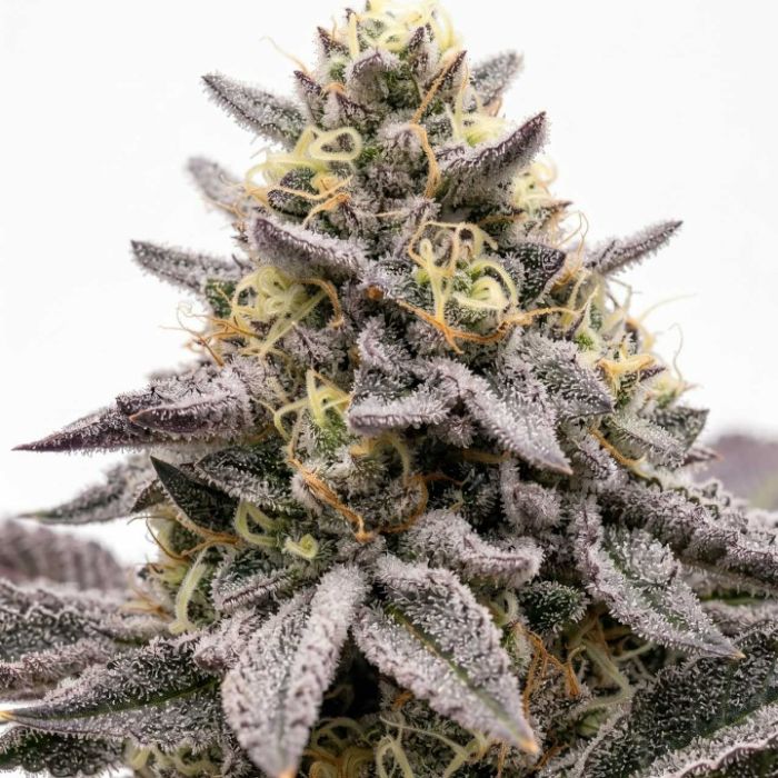 Jedi Cookies Feminized