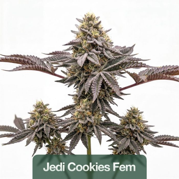Mood & Energy Feminized Mix Pack