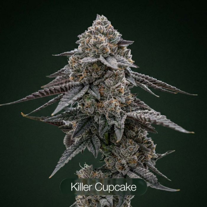 GG4 + Tropic Thunder Funk + Killer Cupcake Clone Bundle