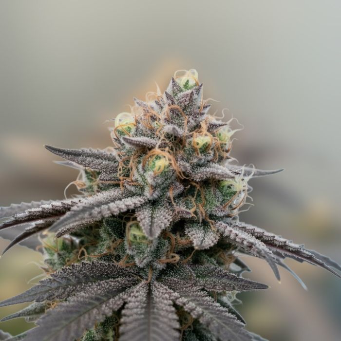 Killer Cupcake Cannabis Clones