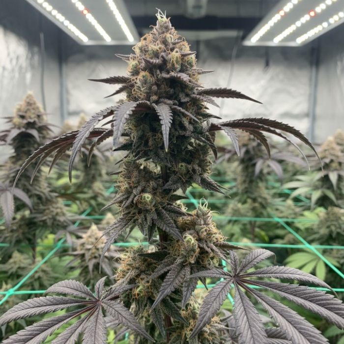 Killer Cupcake Cannabis Clones