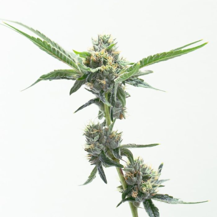 LA Kush Cake Autoflower Cannabis Seeds