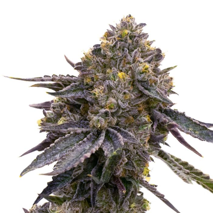 LA Kush Cake Feminized Cannabis Seeds