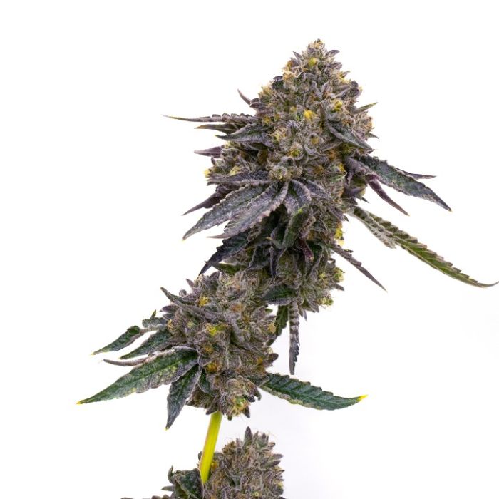 LA Kush Cake Feminized Cannabis Seeds