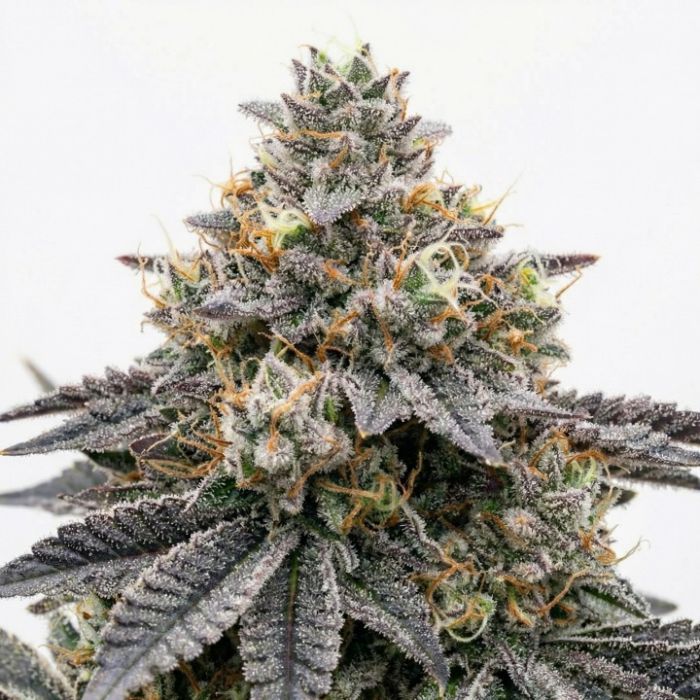 Lava Cake Feminized Cannabis Seeds