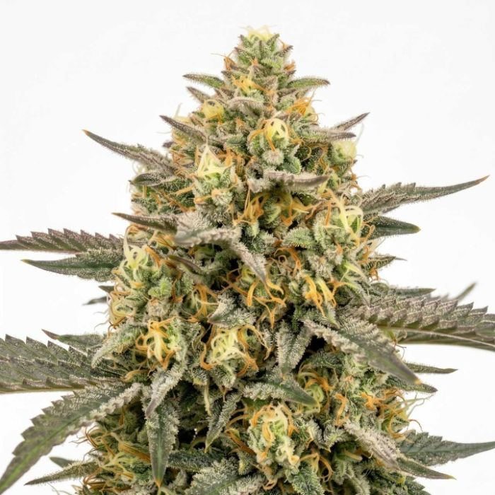 Lemon Autoflower