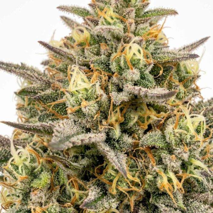 Lemon Autoflower