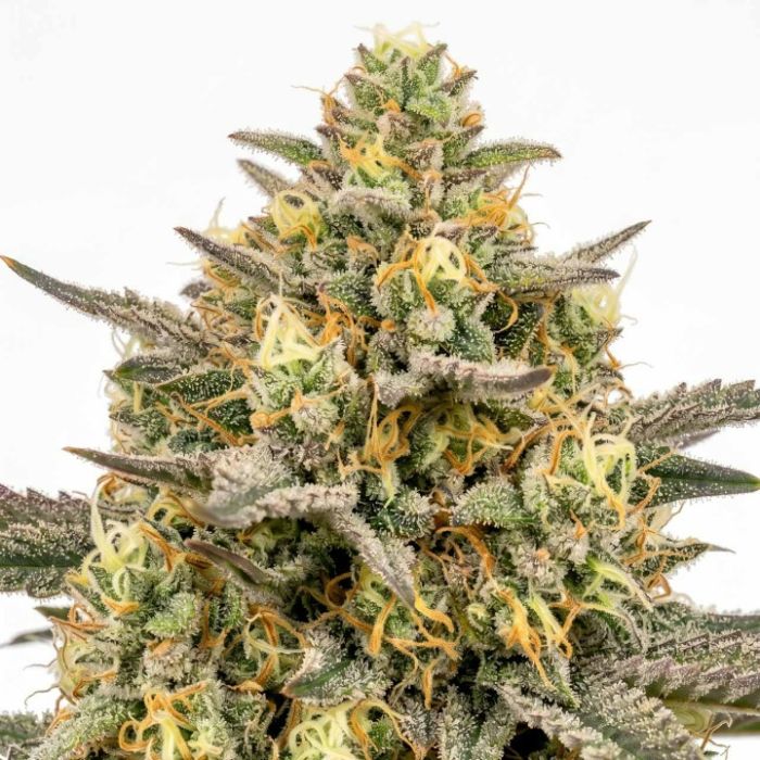Lemon Autoflower