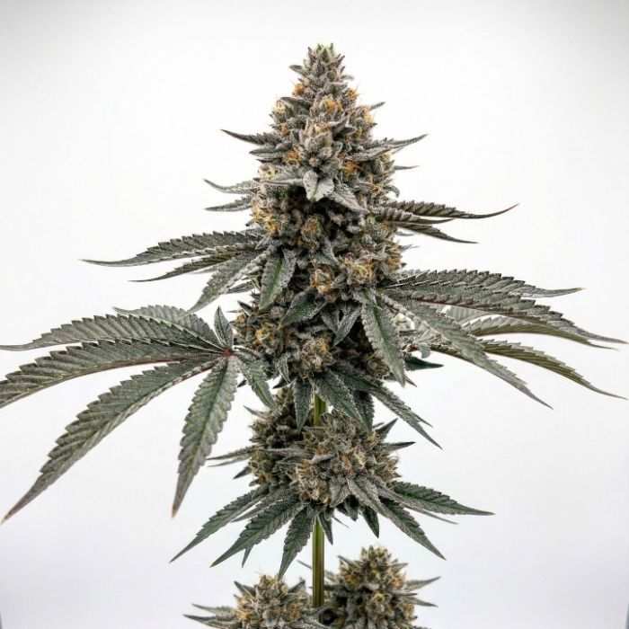 2026 Bestselling Hybrid Fem Collection